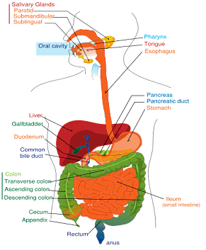 This is a diagram of the upper GI tract
