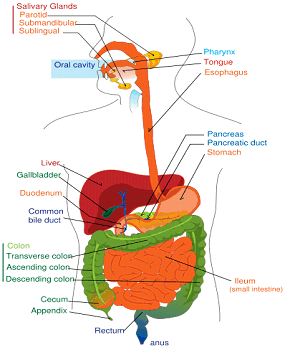 Upper GI