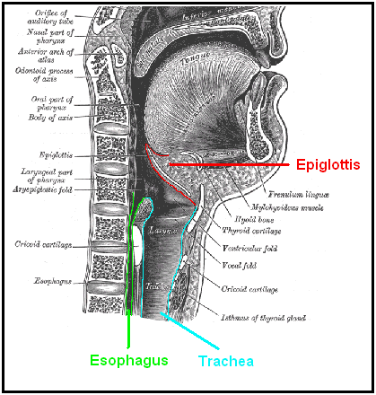 This is a diagram of the Esophagus, Trachea, and the Epiglottis